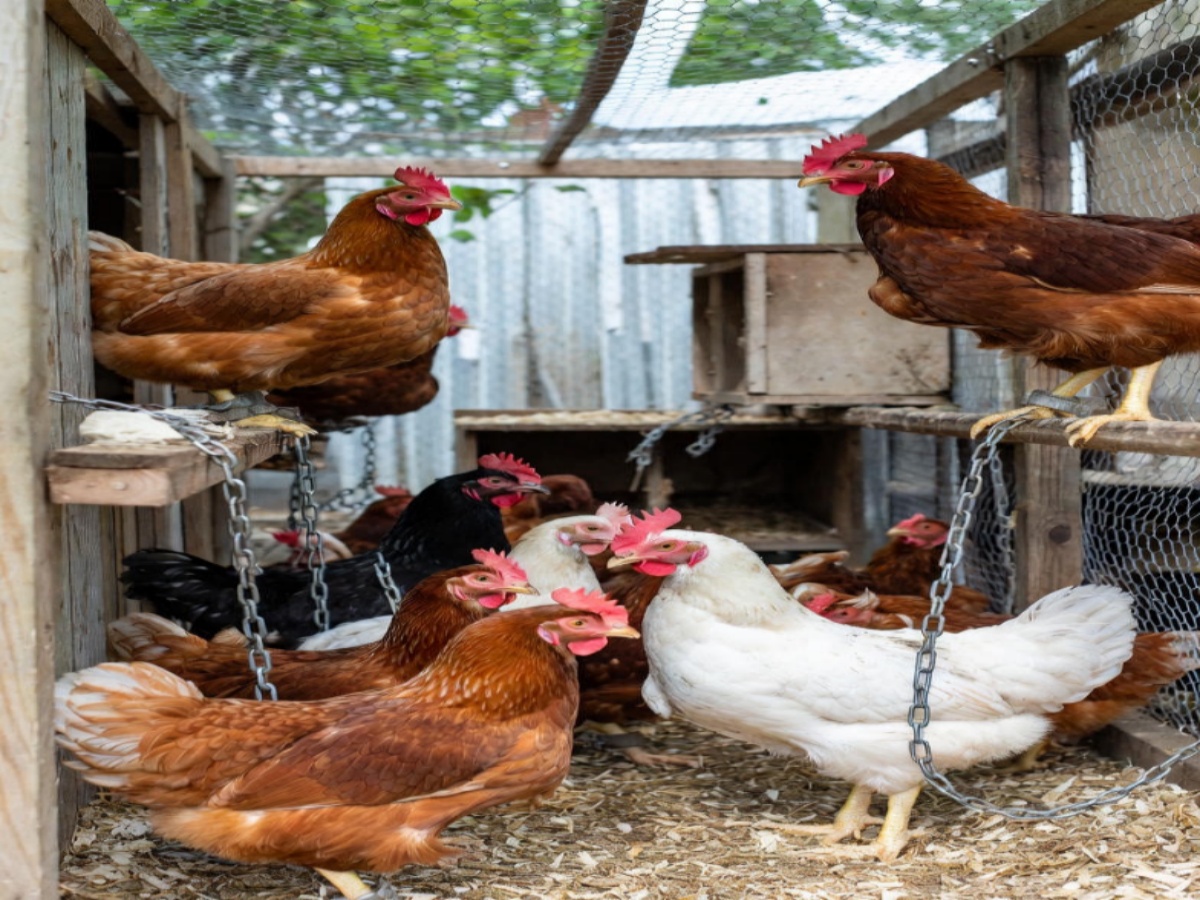 Los españoles tenemos las tragaderas más grandes del mundo: de los encierros ilegales, a los encierros de las gallinas, pasando por envenenamientos masivos, inundaciones e incendios provocados