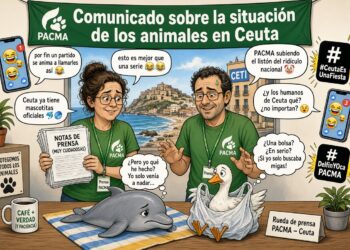 El mismo partido que lleva años llamando asesinos a los aficionados a los toros ha descubierto, en Ceuta, las virtudes del condicional